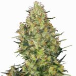 Sensi Seeds Shiva Skunk