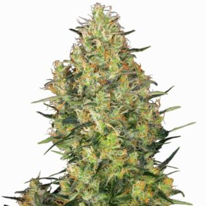 Sensi Seeds Shiva Skunk