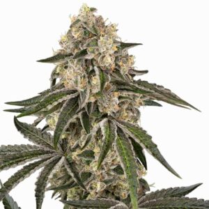 Sensi Seeds Sunset Peach
