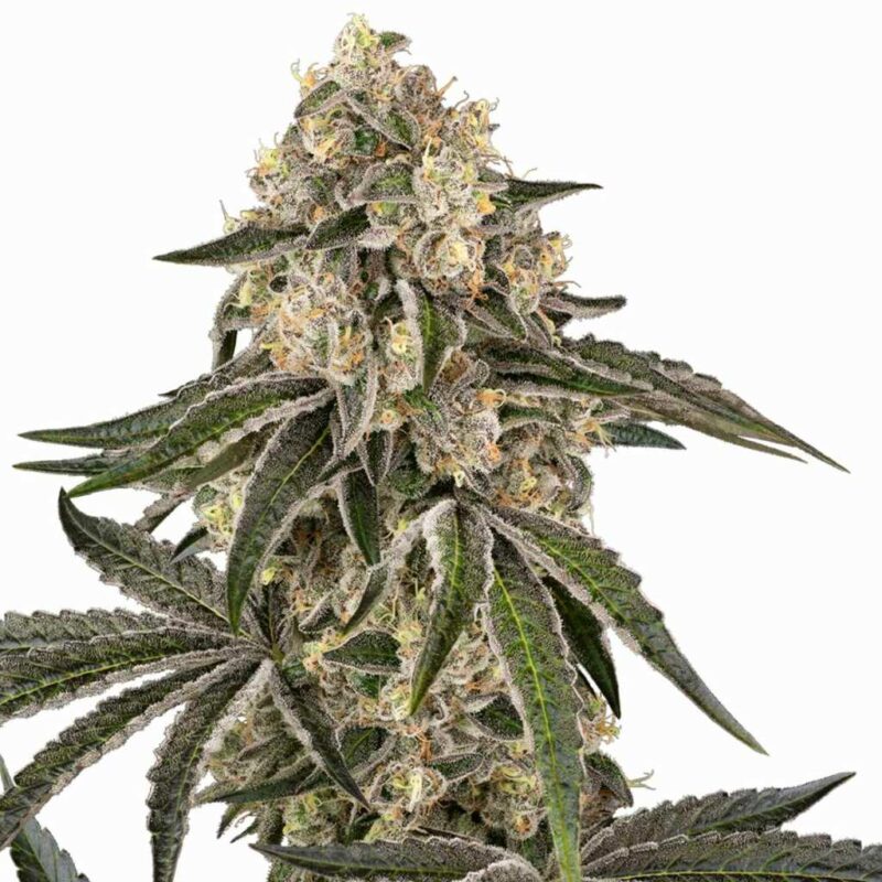 Sensi Seeds Sunset Peach