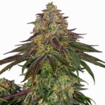Sensi Seeds Sweet Cherry Kush