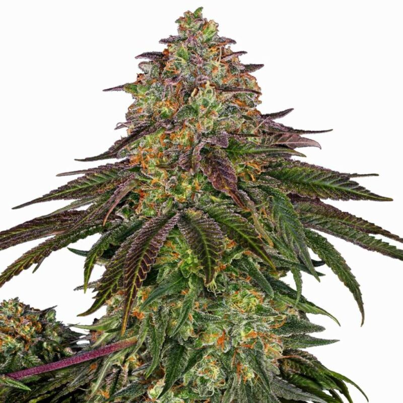 Sensi Seeds Sweet Cherry Kush