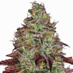 Sensi Seeds Tezla OG