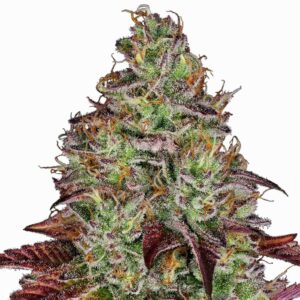Sensi Seeds Tezla OG