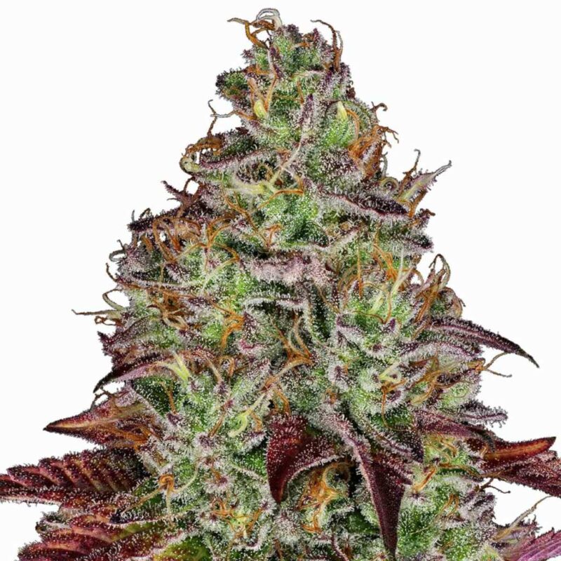 Sensi Seeds Tezla OG