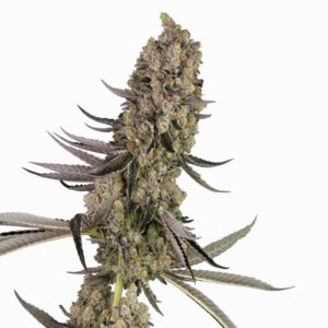 Sensi Seeds Vlad the Inhaler