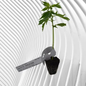 White Widow Cannabis Stecklinge