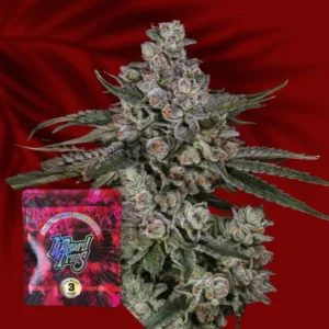Wizard Trees British Delight