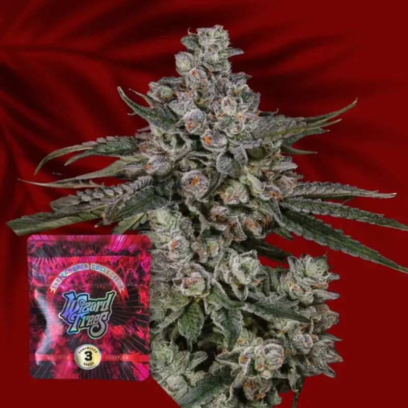 Wizard Trees British Delight