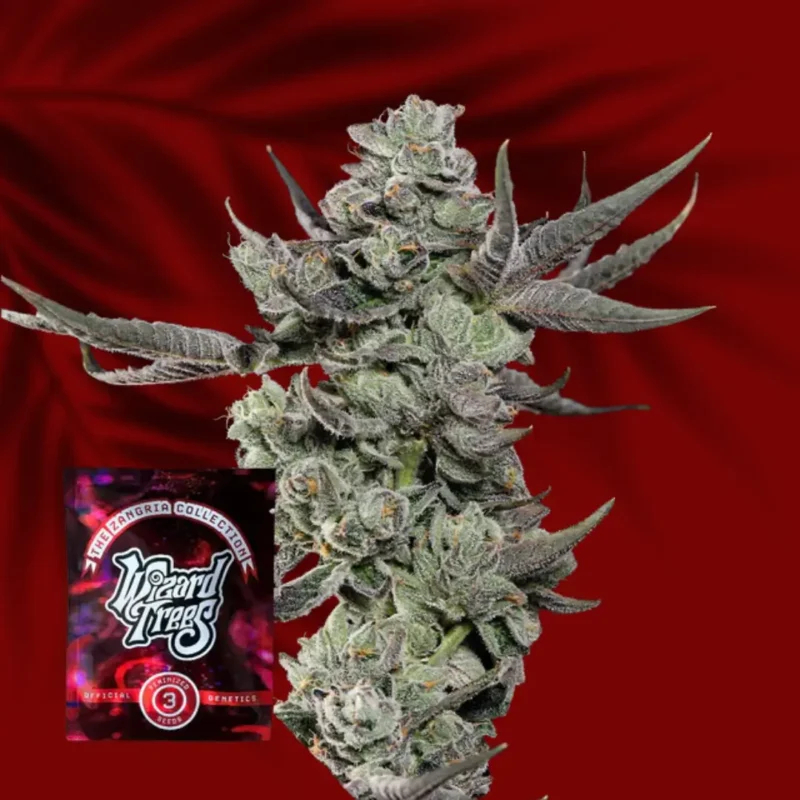Wizard Trees Cali Tings