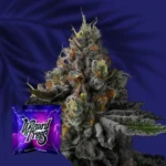 Wizard Trees Galactic Rainbow