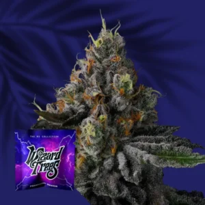 Wizard Trees Galactic Rainbow