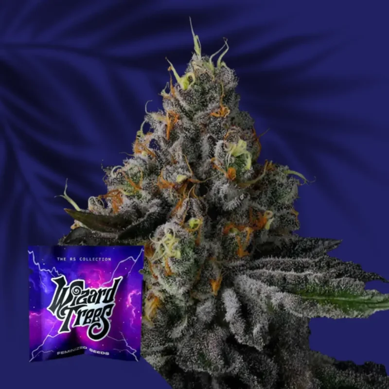 Wizard Trees Galactic Rainbow