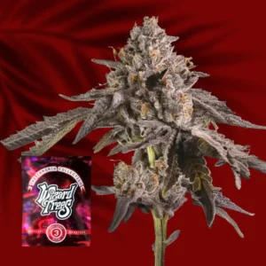 Wizard Trees Happy Hour 1