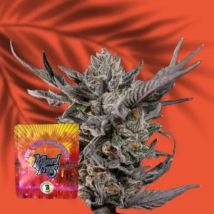 Wizard Trees Knightcap