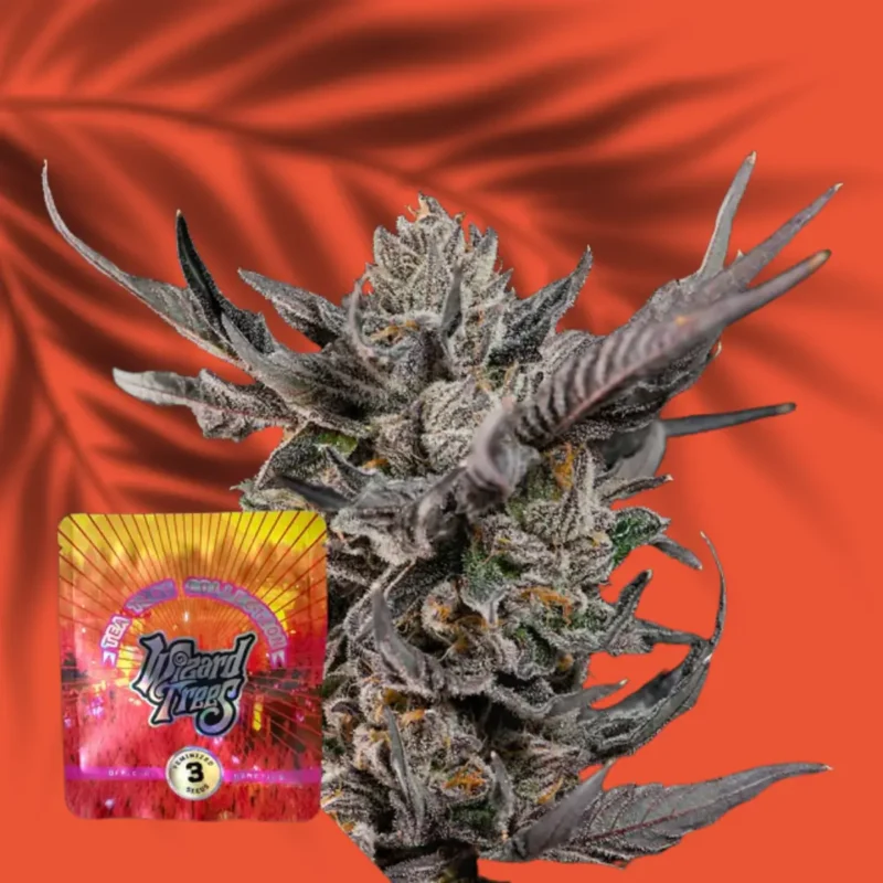 Wizard Trees Knightcap