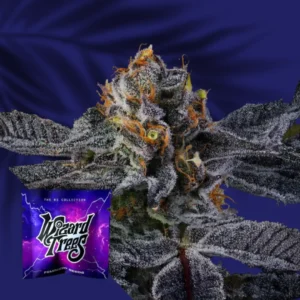 Wizard Trees Pep Z