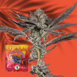 Wizard Trees Propa Candy