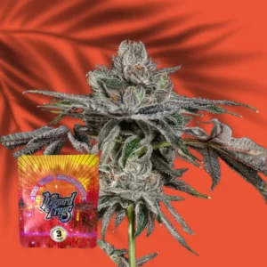 Wizard Trees P’s & Q’s