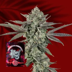 Wizard Trees Ropegria