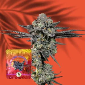 Wizard Trees Top G