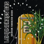 Doja Lemongrass Gas - 6 Stück