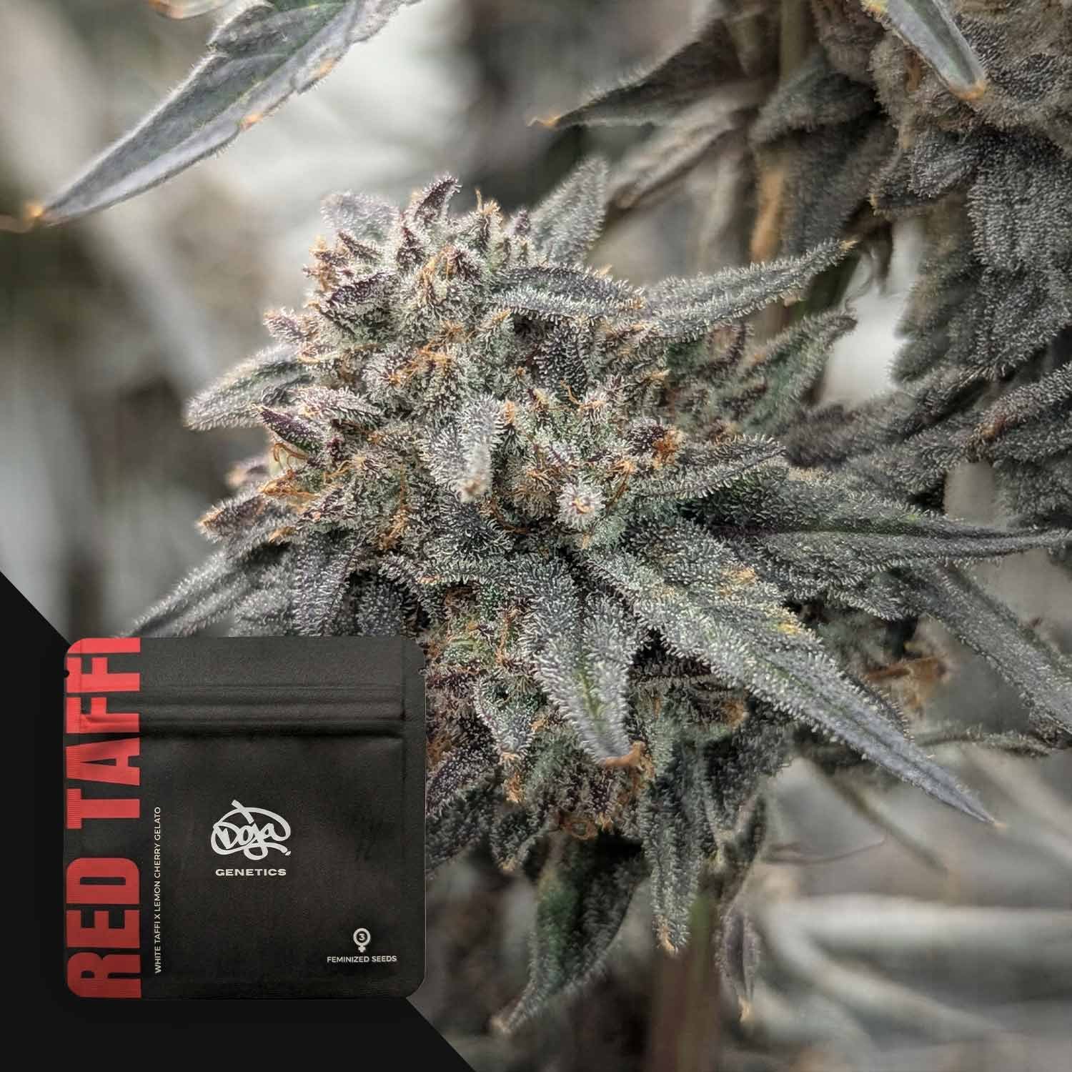 Doja Red Taffi - 3 Stück