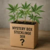 Mystery Box Stecklinge 3er