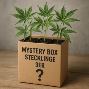 Mystery Box Stecklinge 3er