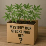 Mystery Box Stecklinge 6er