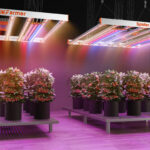 Spider Farmer UV60 & IR30 LED Pflanzenlichtleisten Set 6