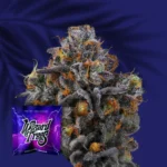 Wizard Trees 11 11