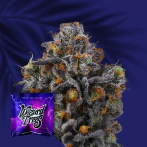 Wizard Trees 11 11