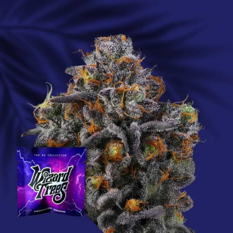 Wizard Trees 11 11