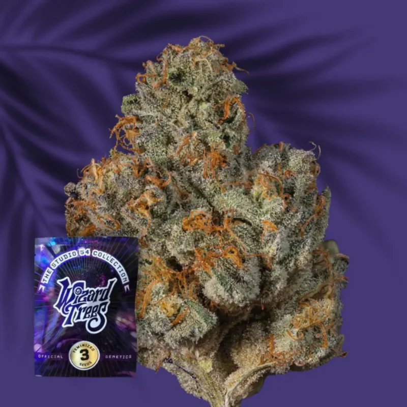 Wizard Trees Big Ben 1
