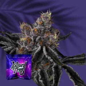 Wizard Trees Fiestaz