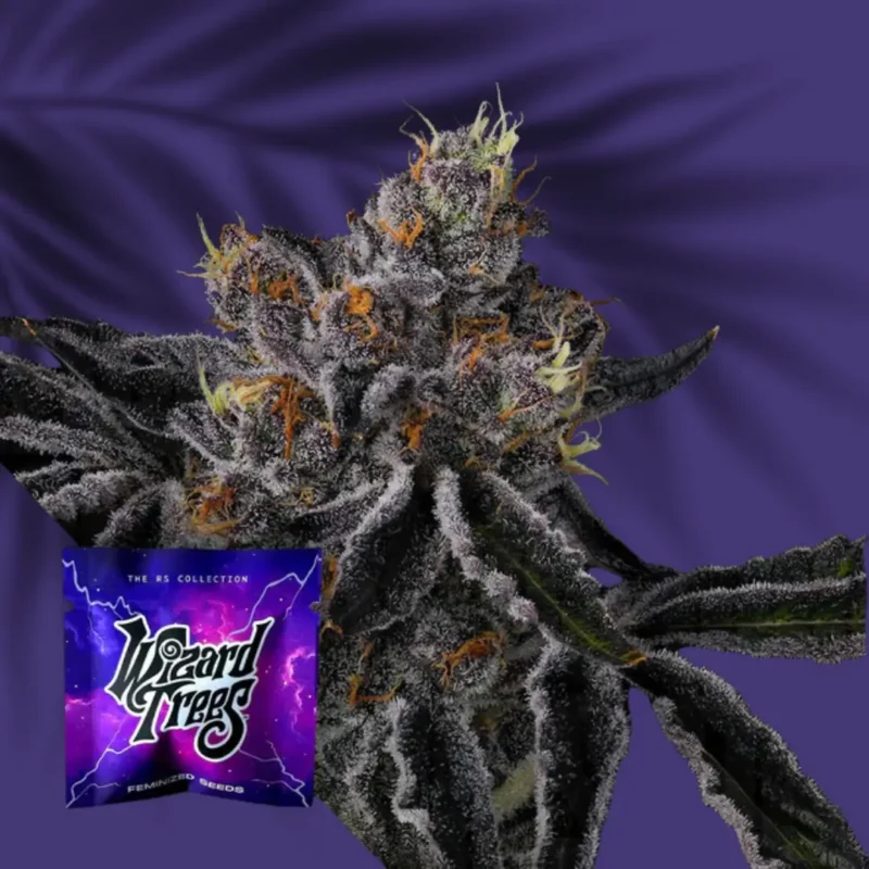 Wizard Trees Fiestaz