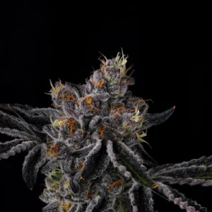 Wizard Trees Fiestaz