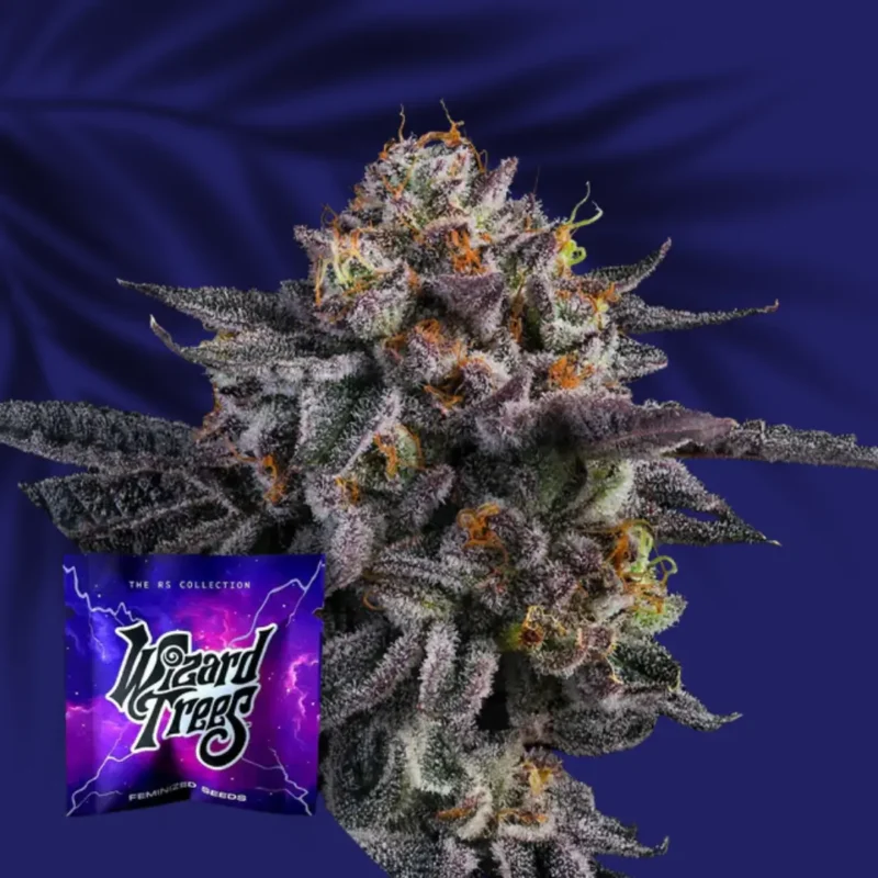 Wizard Trees The Keeper