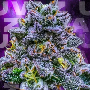 Wizard Trees UVAZ