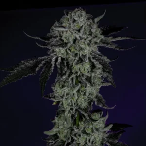 Wizard Trees White Zangria
