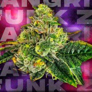 Wizard Trees Zangria Funk