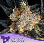 Anesia Seeds Aura - 3 Stück