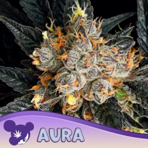 Aura 960x960