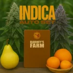 Barneys Farm Indica Auto Set