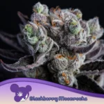 Anesia Seeds Blackberry Moonrocks - 3 Samen
