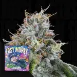 Grounded Genetics Easy Money