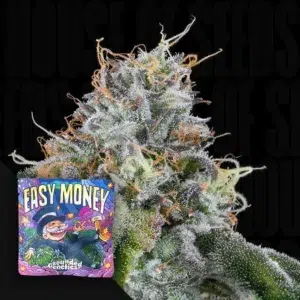 Grounded Genetics Easy Money