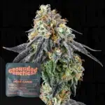 Grounded Genetics Nose Candi