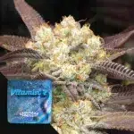 Grounded Genetics Vitamin Z